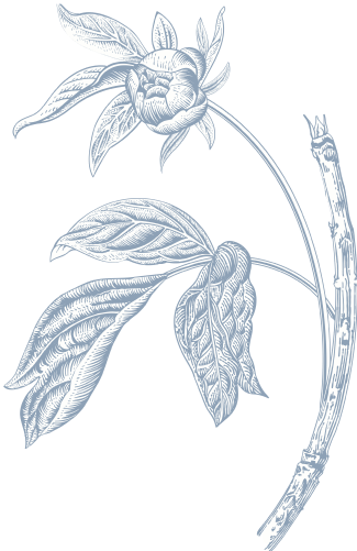 Ornament 2